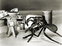 Shrinking Man