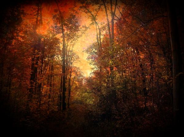 fcvwoods