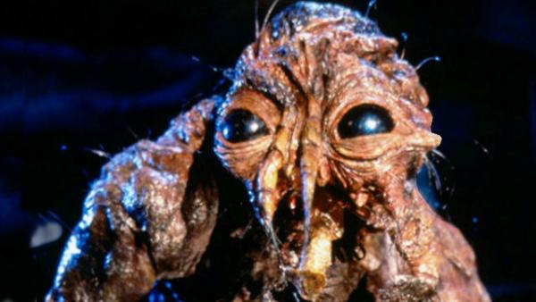 The Fly crop
