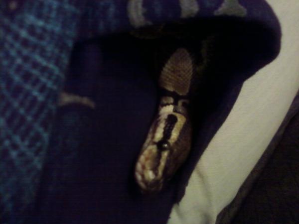 Pocket Pandora